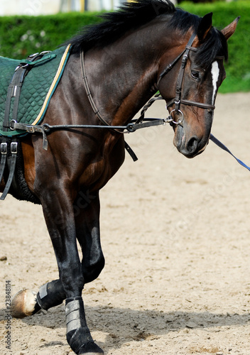 Bay stallion during training © B.G. Photography