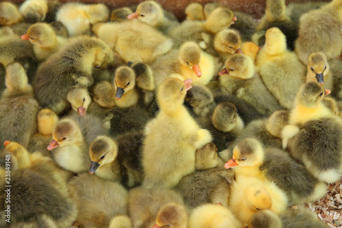 Ducklings © vikidi