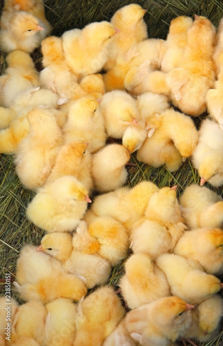 Chickens