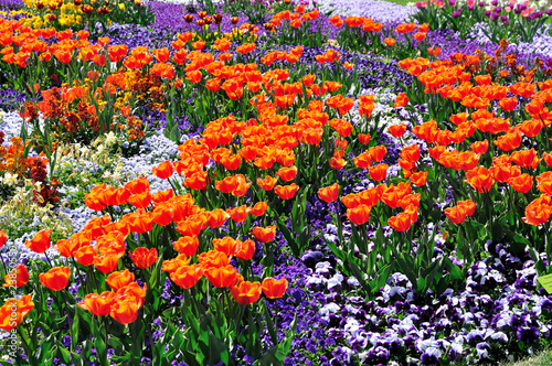 Tulpenmeer
