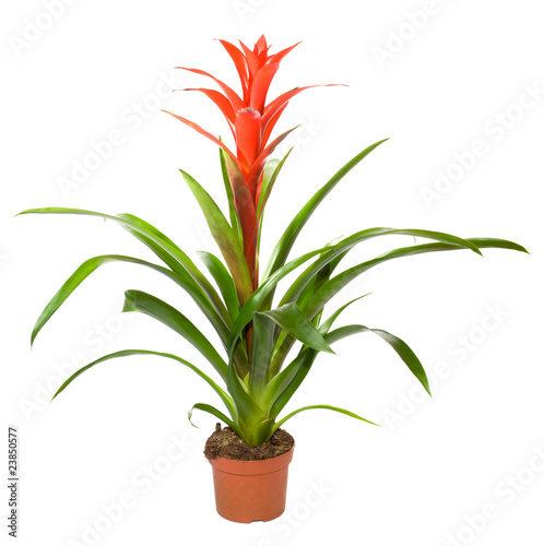 Slika na platnu Bromeliad plant