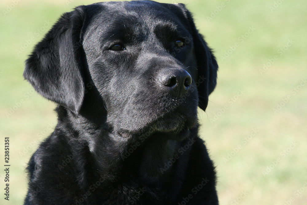 face of labrador retriever