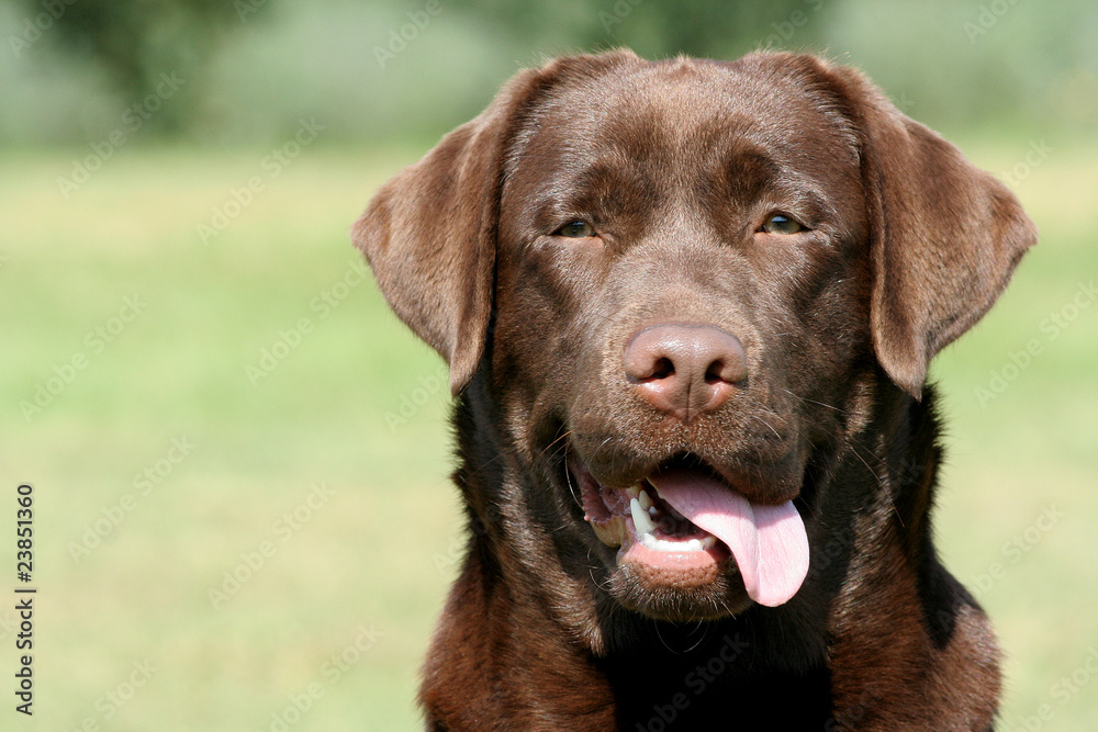 labrador chocolat tirant la langue