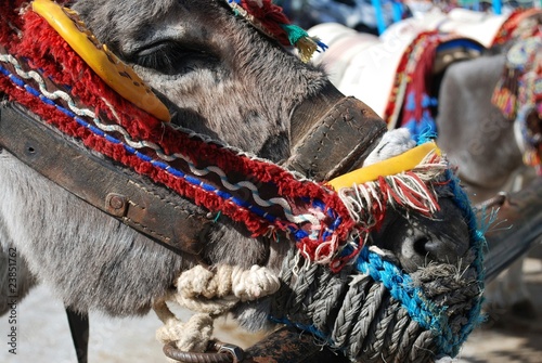 Fotografía Burro