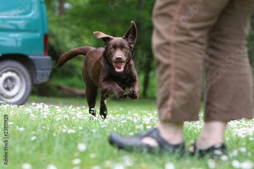 exercice de rappel du labrador retriever
