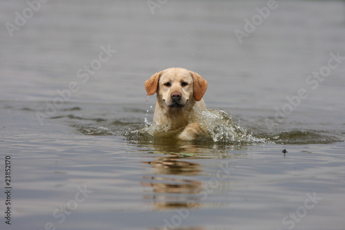 labrador sable dans l'eau