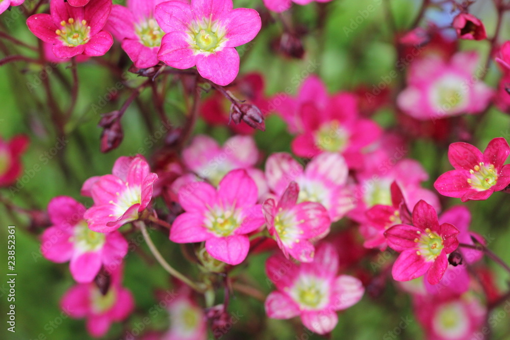 Blumen