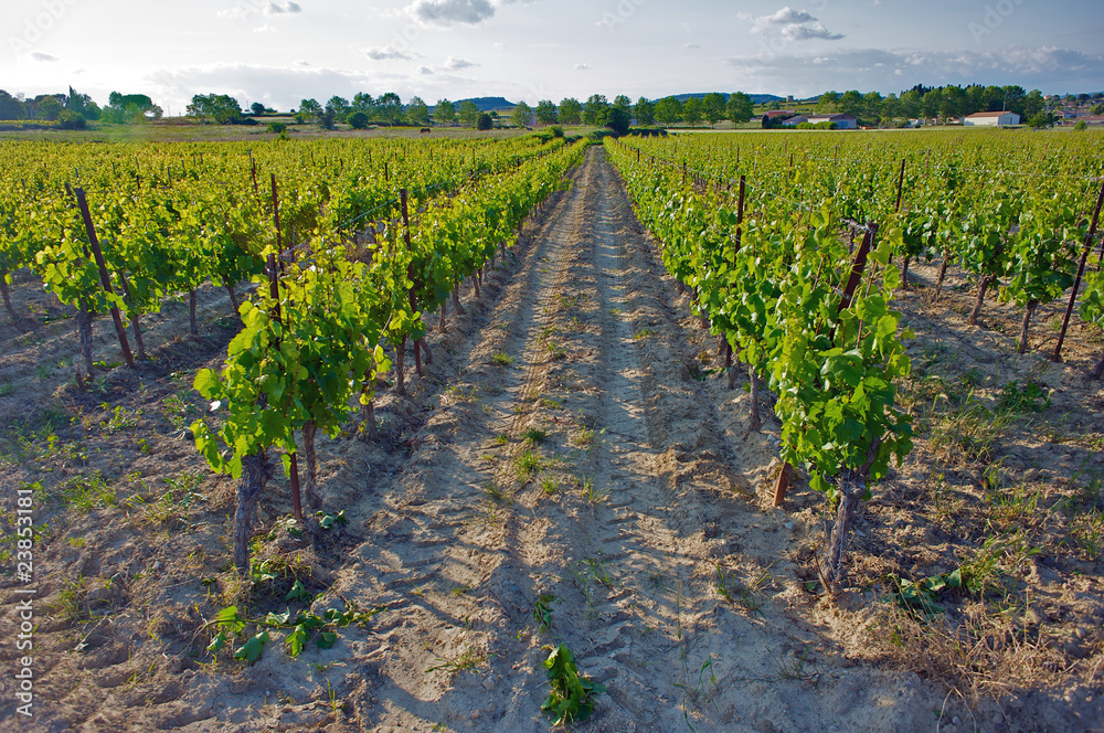 Vineyard in the Languedoc