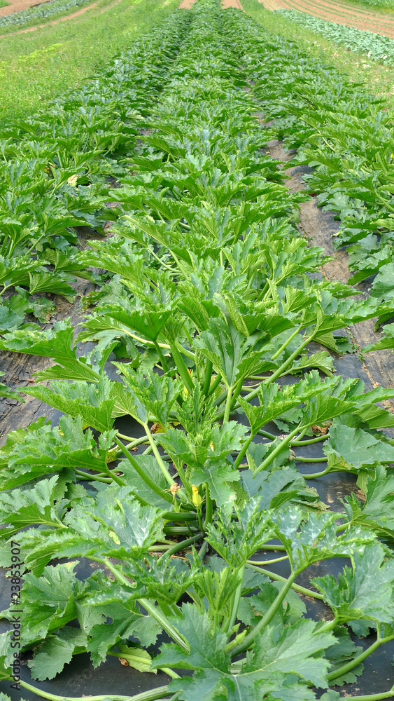 Zucchini im Beet Zucchini im Beet