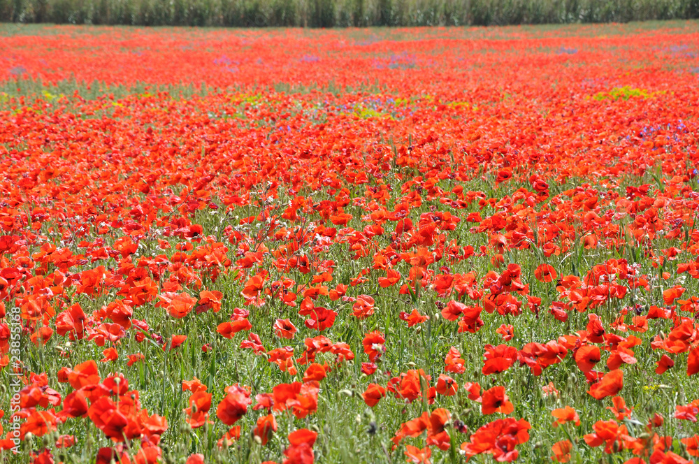 coquelicots 20 coquelicots 20