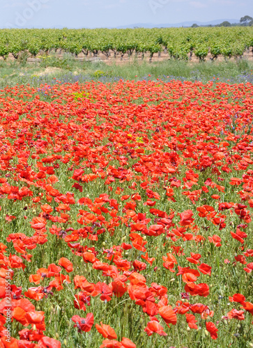 coquelicots 9