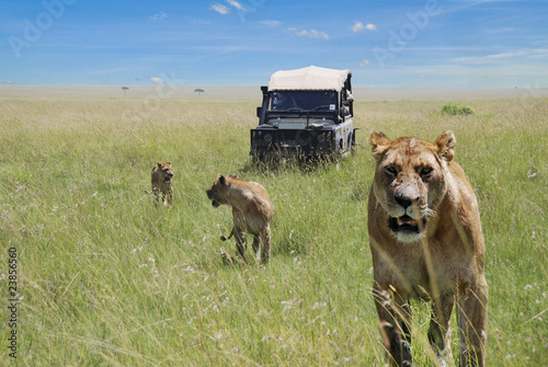 leoni nel parco nazionale Masai Mara