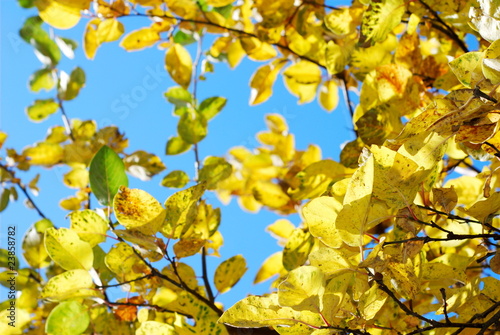 Yellow tree leaves