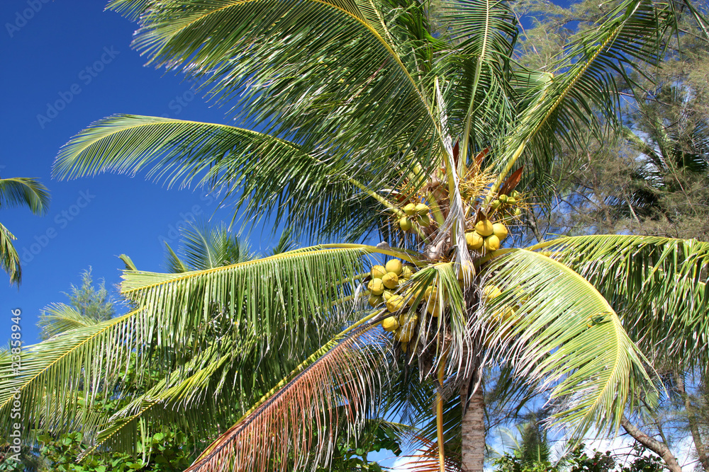 Obraz premium Coconut palm