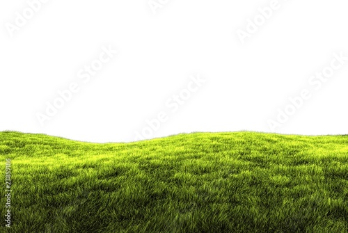 Grass on white background