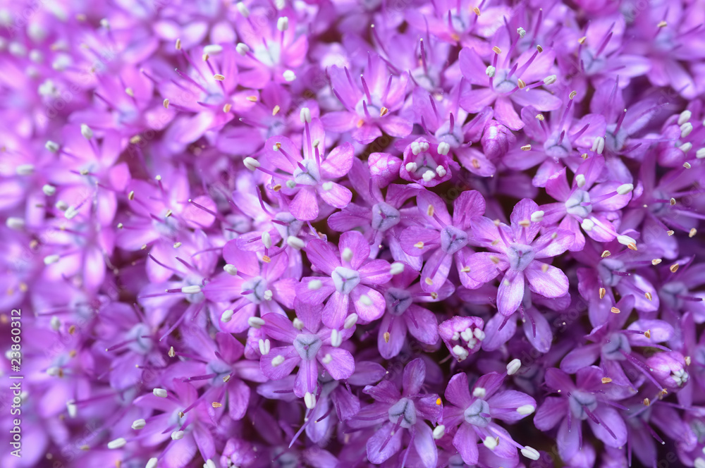Closeup image of ornamental onion Globemaster Closeup image of ornamental onion Globemaster