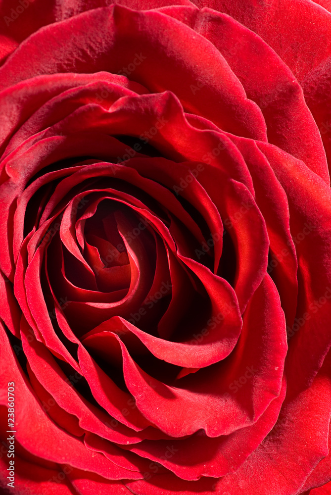 Closeup photo of rose bud Closeup photo of rose bud
