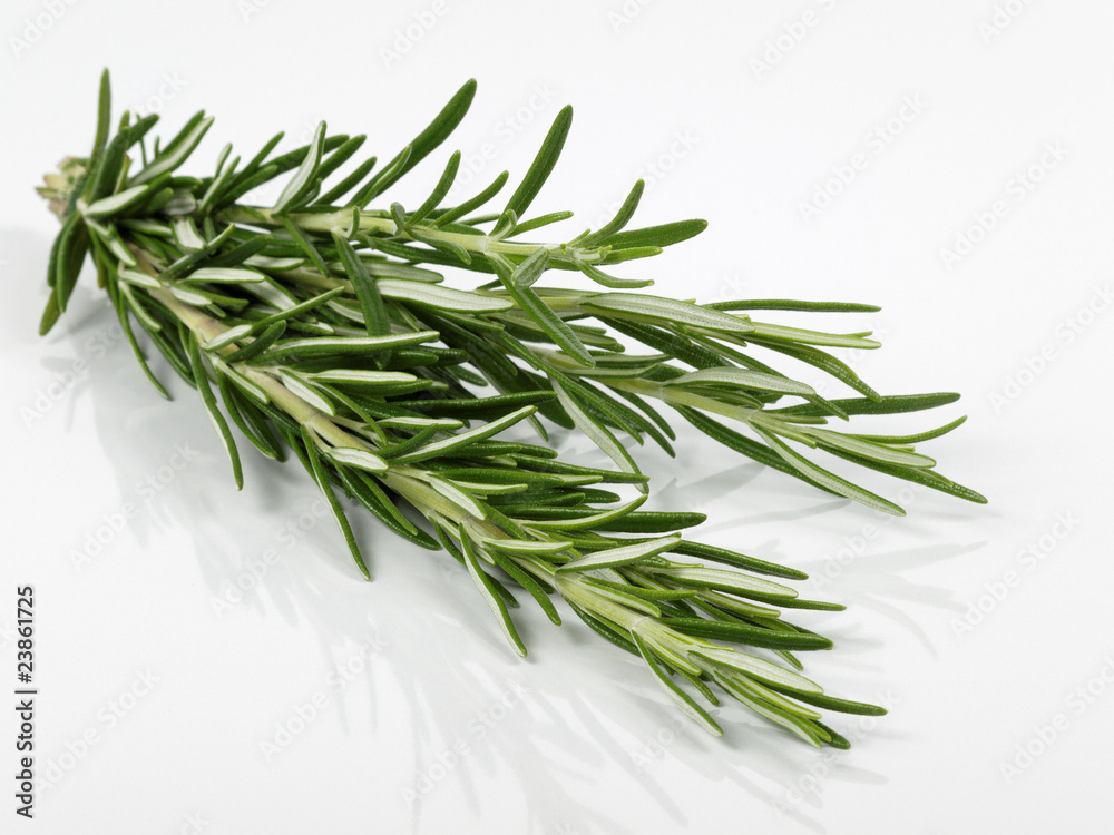 Fototapeta premium romarin