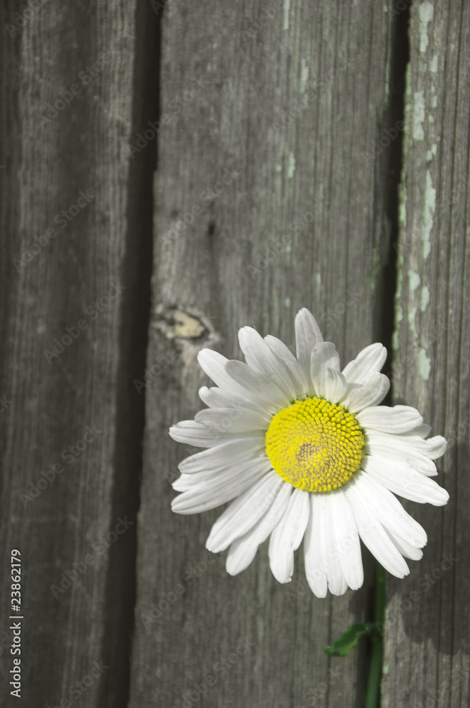Obraz premium camomile
