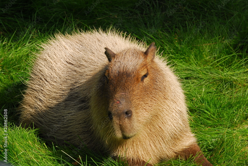 Fototapeta premium Wasserschwein