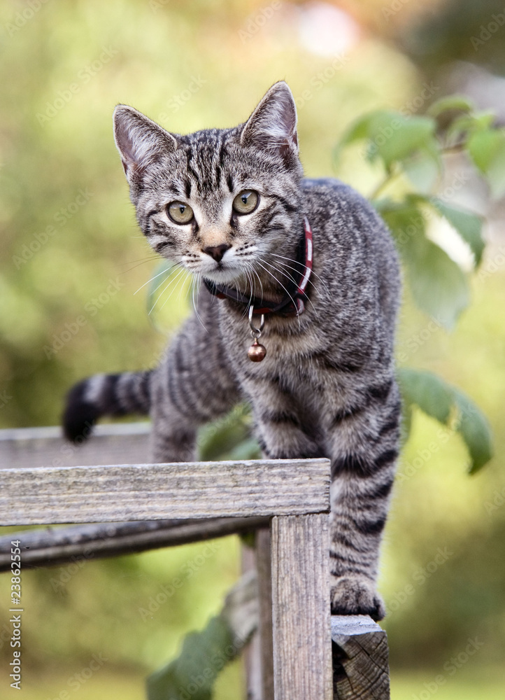 Obraz premium Katze auf Gerüst