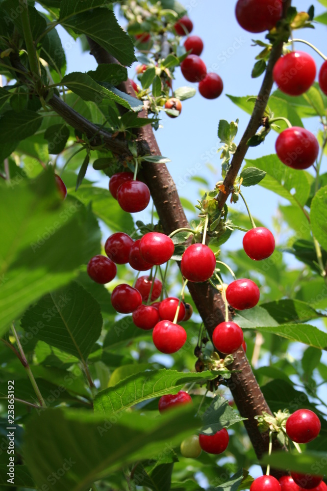 Fresh cherries Fresh cherries