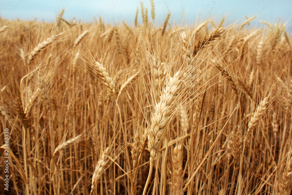 Fototapeta premium wheat field over the blue sky background in summer