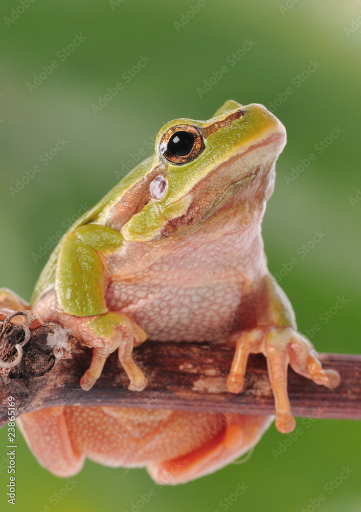 Obraz premium closeup green tree frog isolated on white background