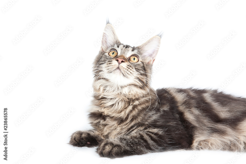 Beautiful cat on white background. It is isolated.