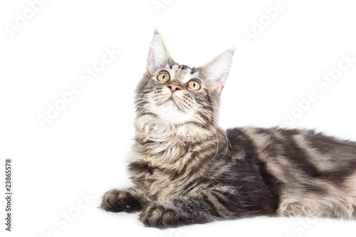 Beautiful cat on white background. It is isolated.
