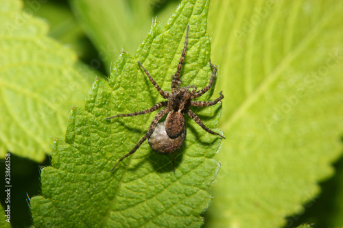 Wolfsspinne / Wolf spider (Pardosa lugubris)