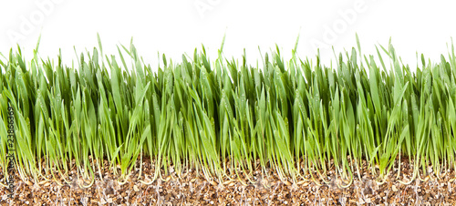 Fresh green grass root growing vermiculite