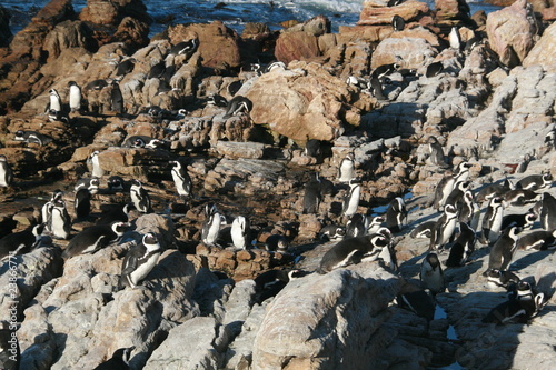 Pingouins Jackass (manchots)