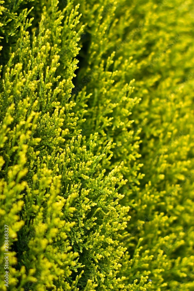 Fototapeta premium wild plant