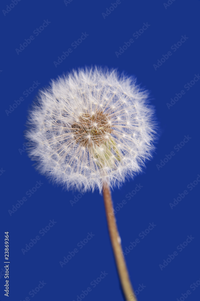 Dandelion isolated on blue background