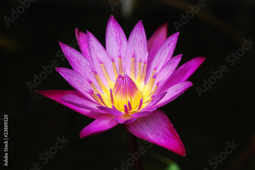 Purple Lotus in Blooming