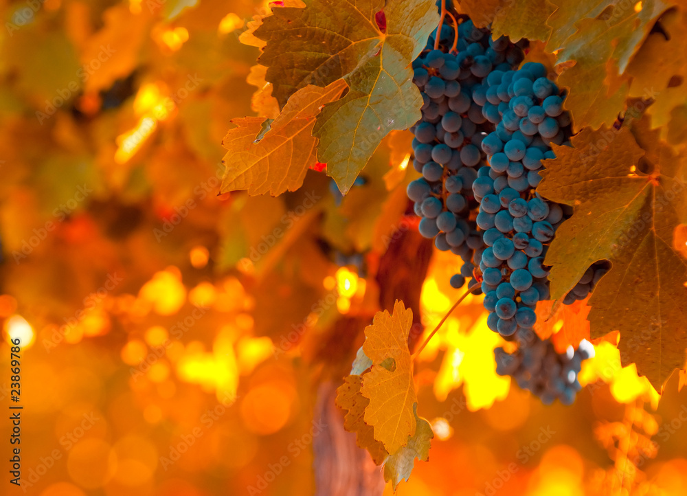 Obraz premium grape bunch, very shallow focus