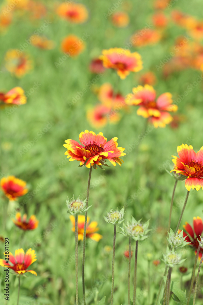 plains coreopsis