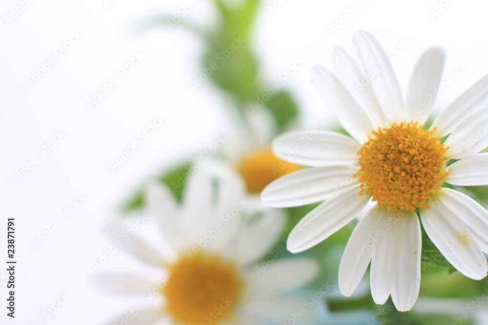 Obraz premium Chamomile isolated with white background