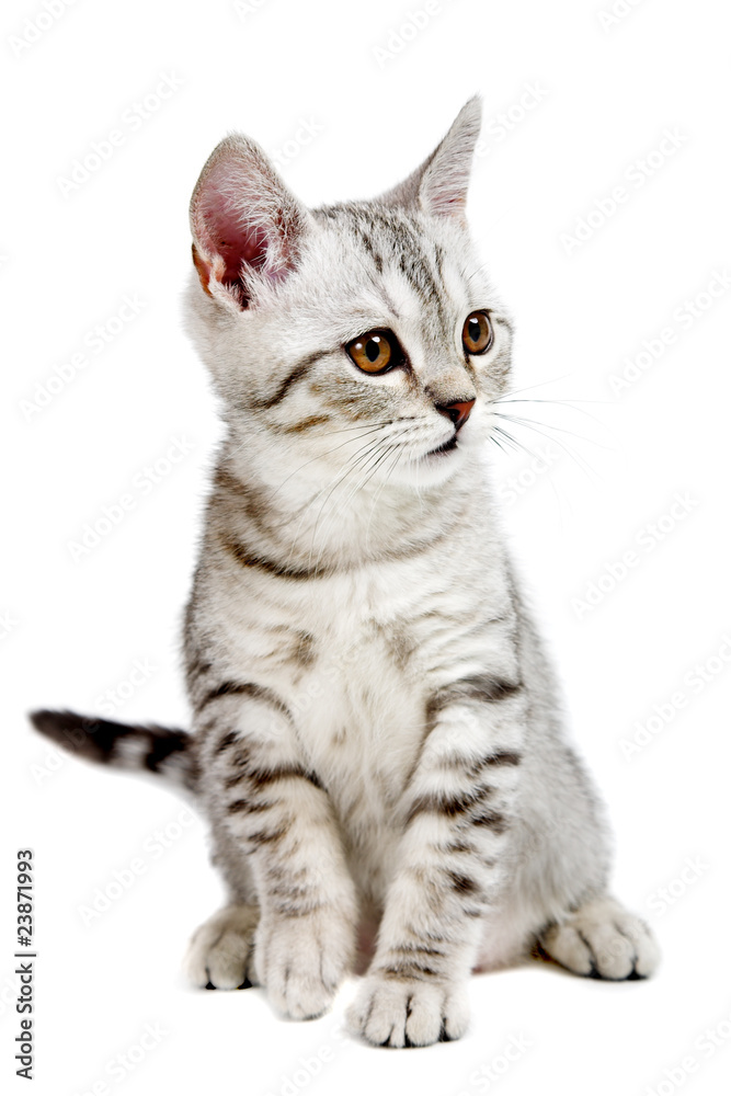 Obraz premium gray british kitten