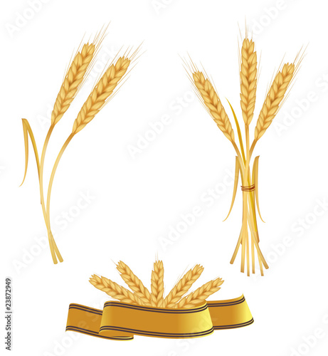 Some ears of wheat and ribbon. Vector.