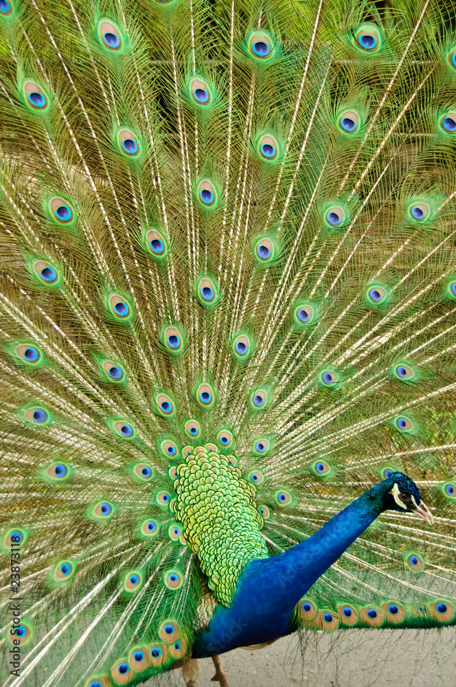 Obraz premium Indian peafowl