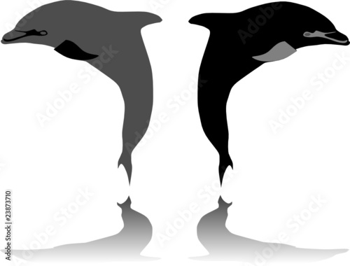 two  dolphins jumping vector