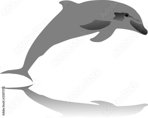 dolphin jumping vector