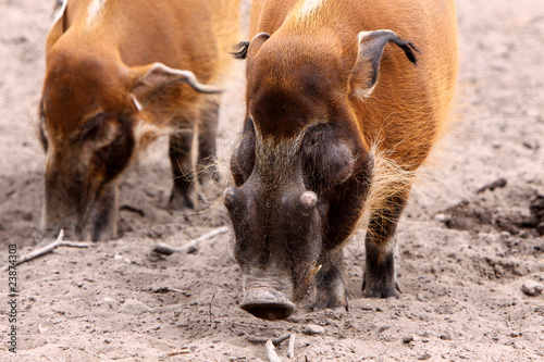 Pinselohrschweine photo