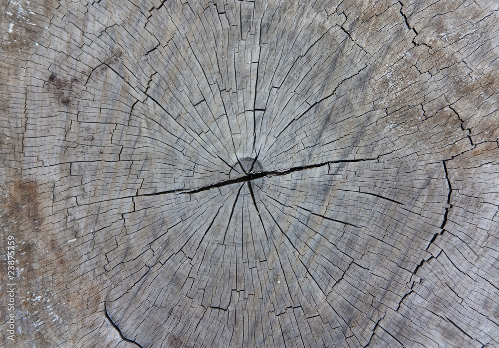 Fototapeta premium Wooden Texture