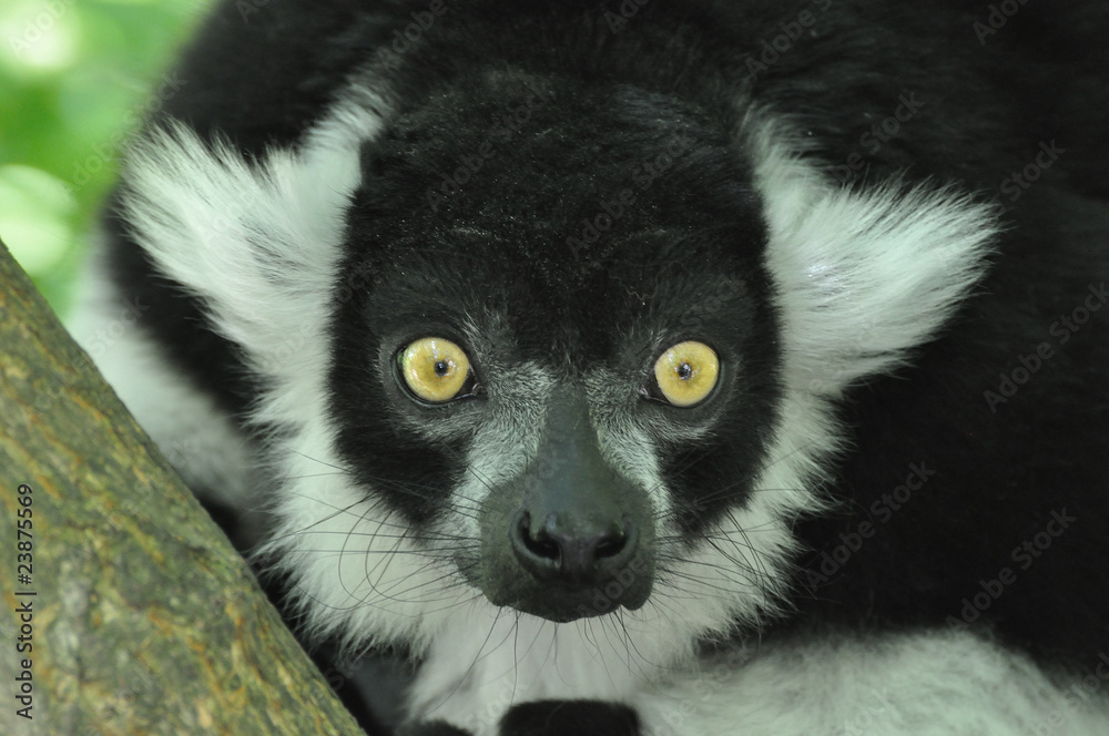 Fototapeta premium Vari