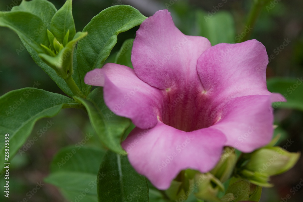Allamanda Flower