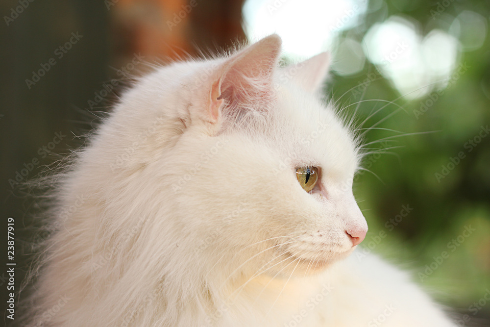 White lady-cat