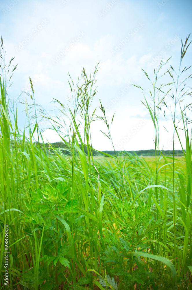 Fototapeta premium Grass against blue sky